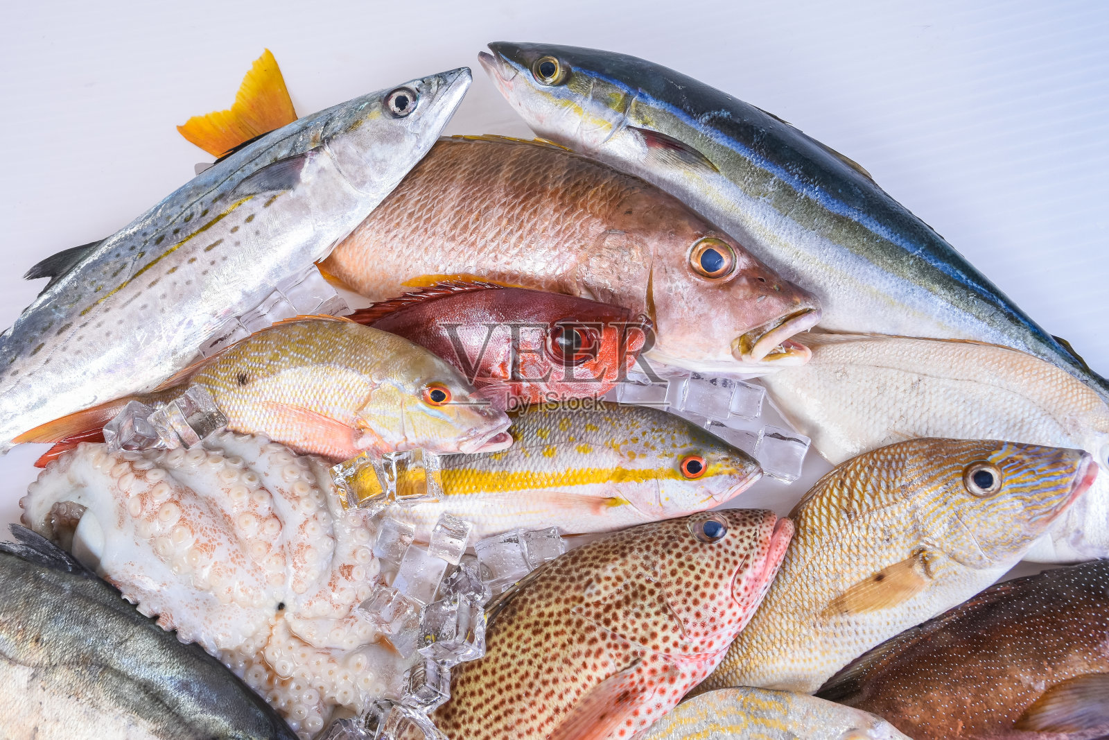 顶视图的新鲜捕捞加勒比鱼拍摄在白色的背景。食品的主题照片摄影图片