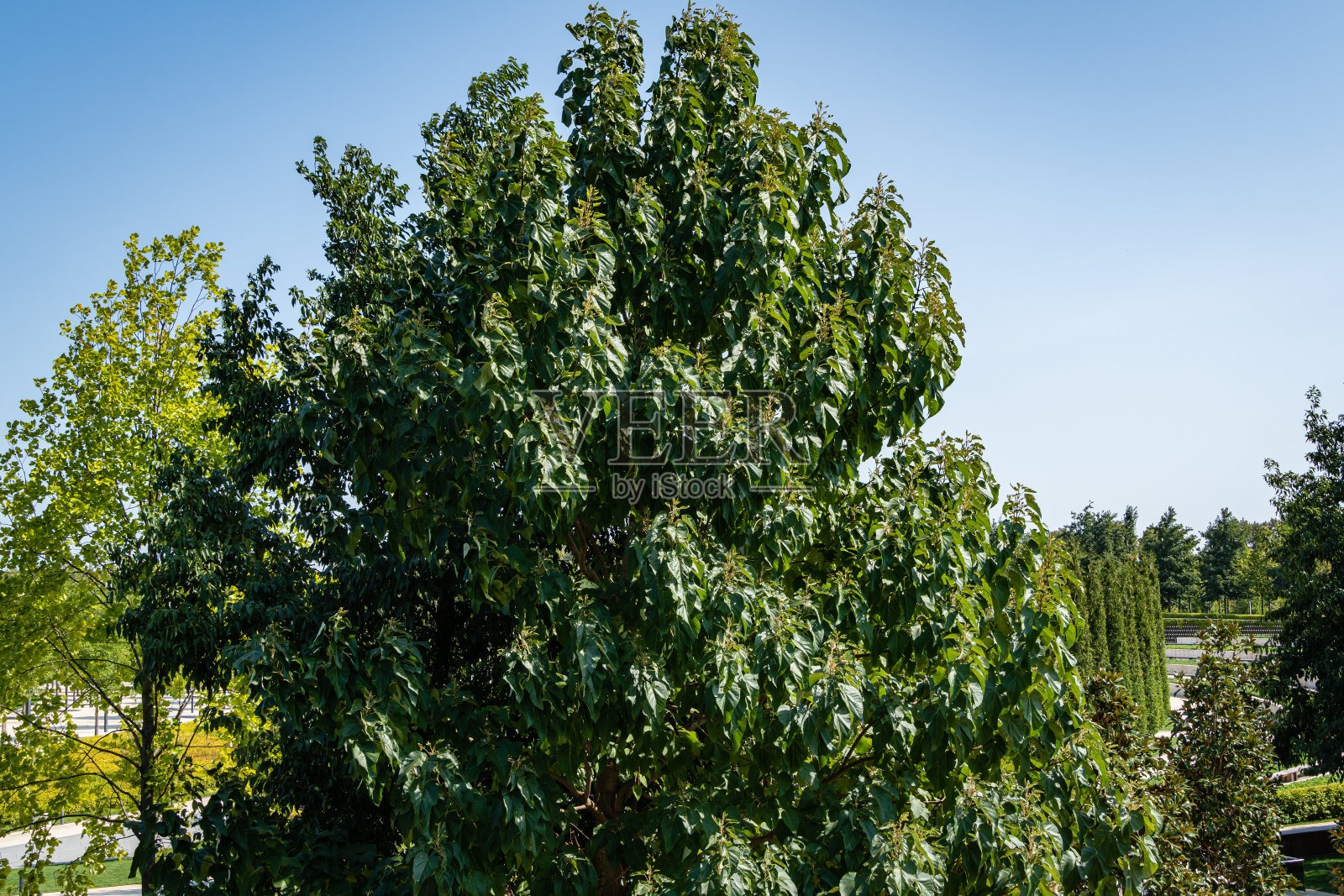 泡桐或皇后树或公主树，或毛地黄树的绿叶在蓝天的背景下。特写树。城市公园“克拉斯诺达尔”或加利茨基公园。自然设计的概念。照片摄影图片