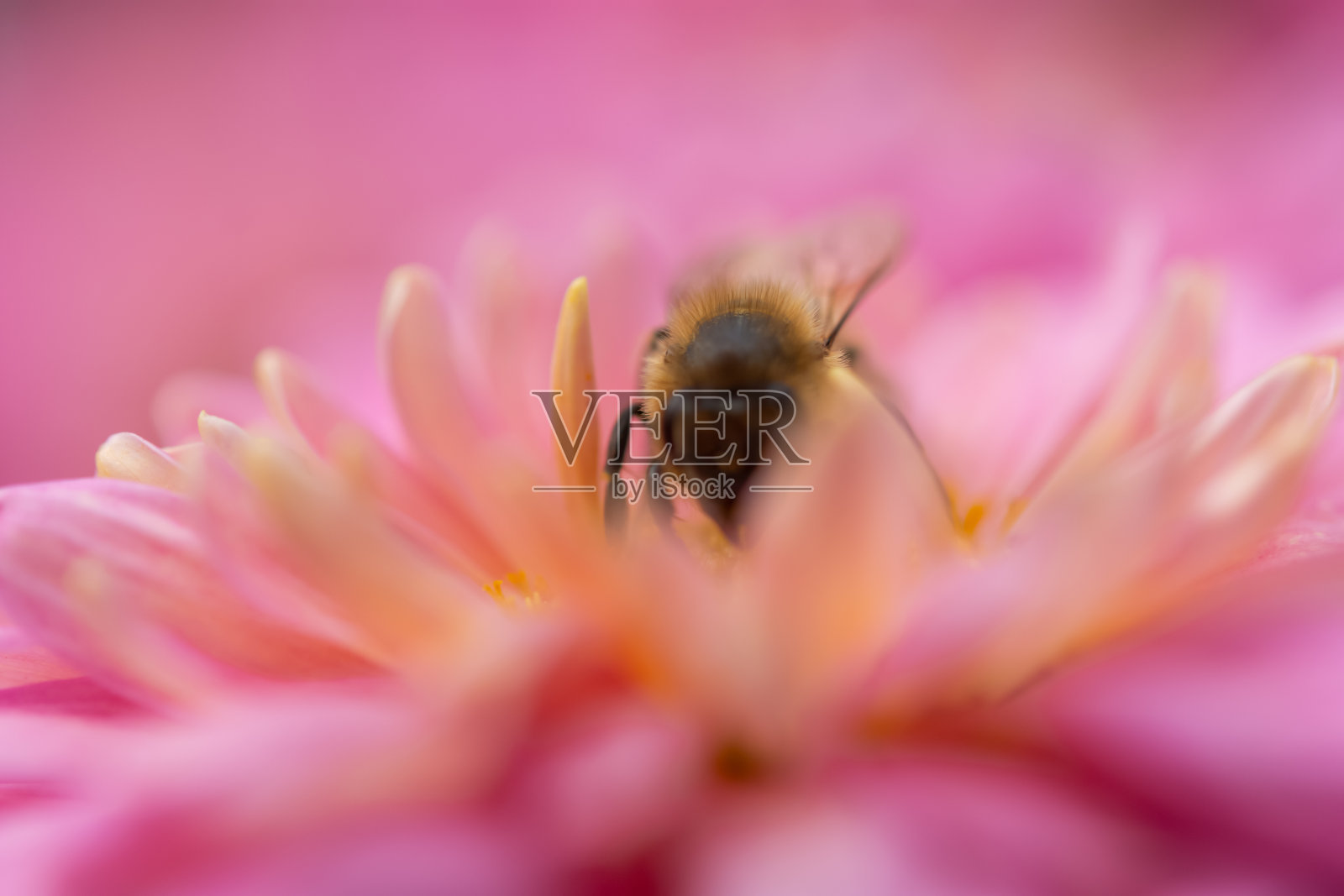 背景的粉红色菊花花瓣在一个柔和的风格。蜜蜂近距离观察花园中的一朵花。照片摄影图片
