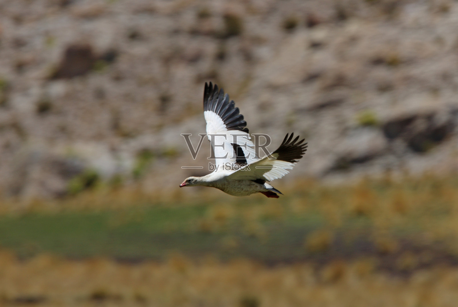 安第斯雁照片摄影图片