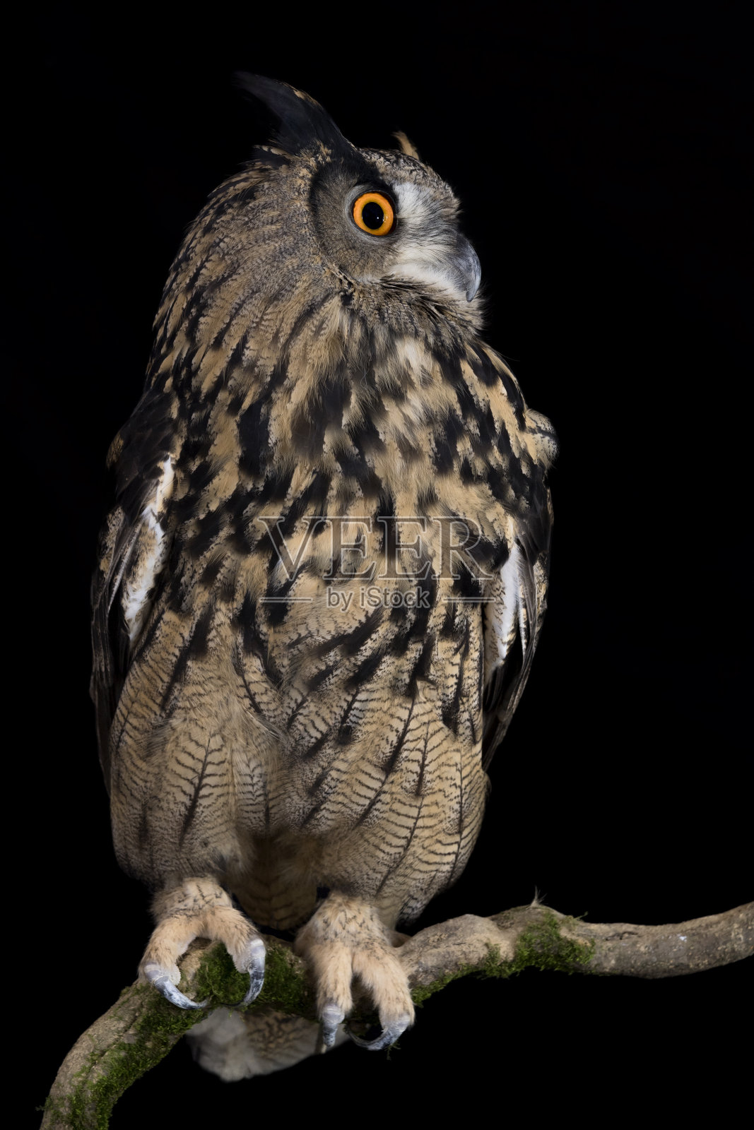 黄昏鹰鸮的惊人肖像(Bubo Bubo)照片摄影图片