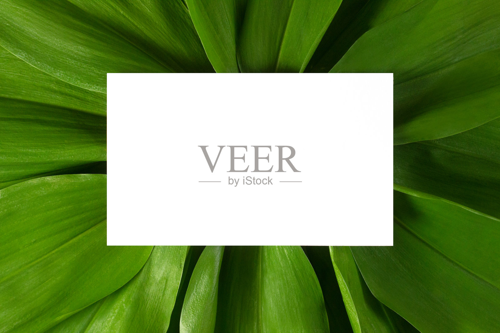 白色卡片与复制空间上的绿色热带树叶背景平铺顶视图。创意生态纸布局。模板，模型，空白的网站，社交媒体，广告与复制空间。库存图片照片摄影图片