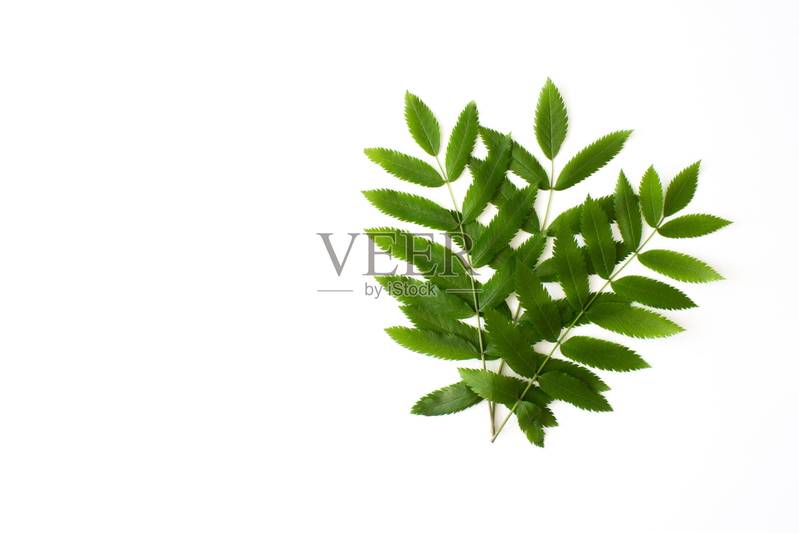 绿色花楸叶孤立在白色背景顶视图与复制空间。植物自然平躺。生态、有机背景。股票的照片。照片摄影图片