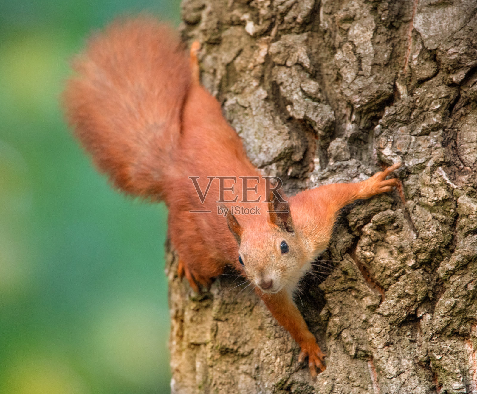 树上的红松鼠。选择聚焦特写照片摄影图片