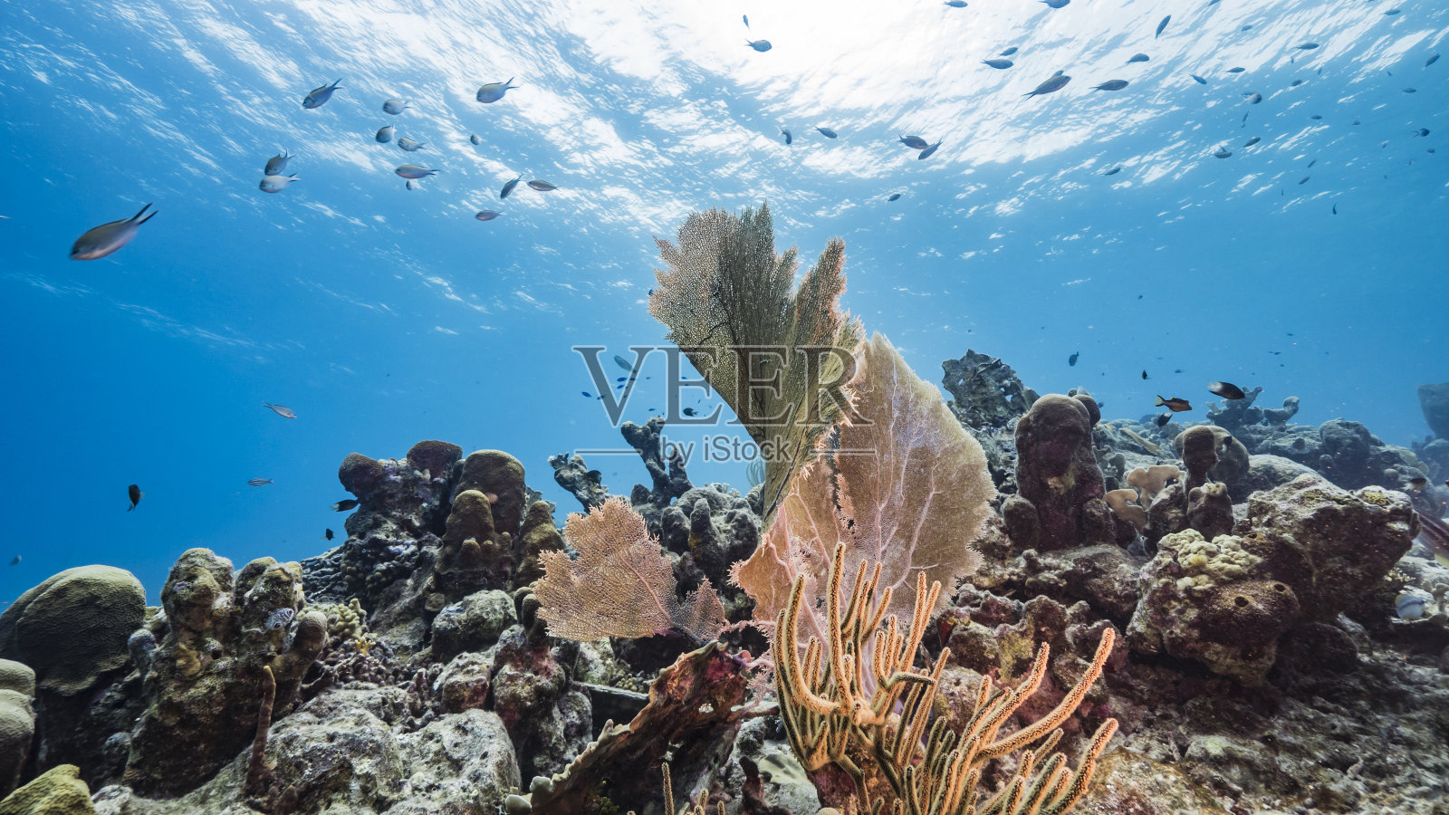 加勒比海珊瑚礁的绿松石海水/库拉索岛与海扇/柳珊瑚，鱼和海绵照片摄影图片