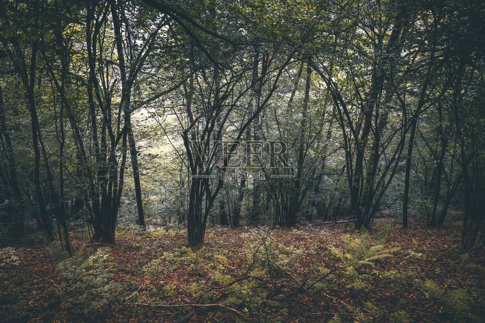 自然秋天的森林照片摄影图片
