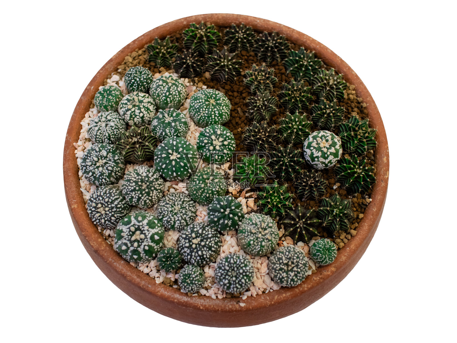 花园托盘上的一组仙人掌植物，呈现阴阳象征，孤立在白色背景上照片摄影图片