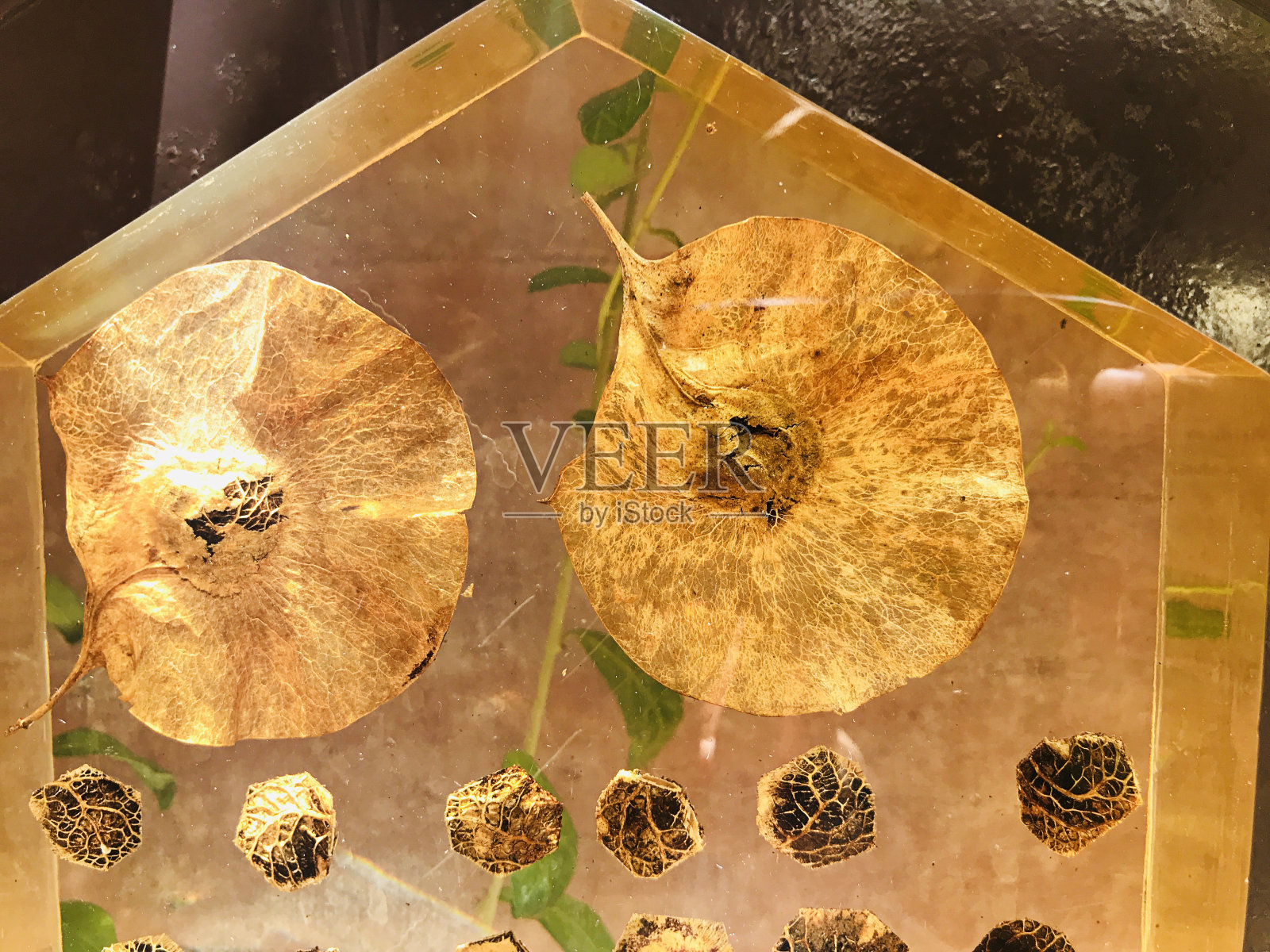 大果Pterocarpus或Burma padauk的种子，环氧树脂。照片摄影图片