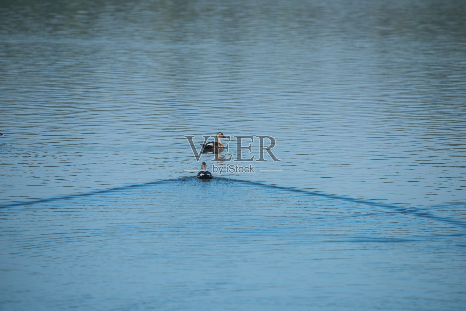 印度斑嘴鸭，坎亚库马里照片摄影图片