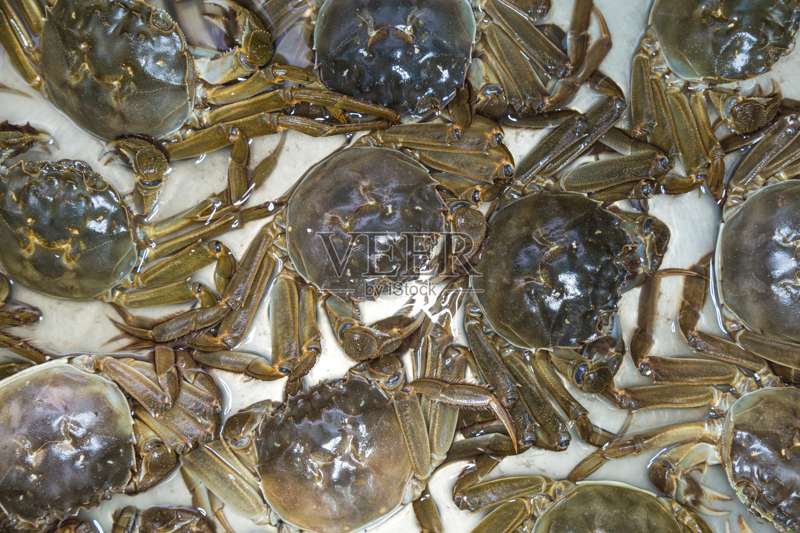 新鲜美味的螃蟹照片摄影图片