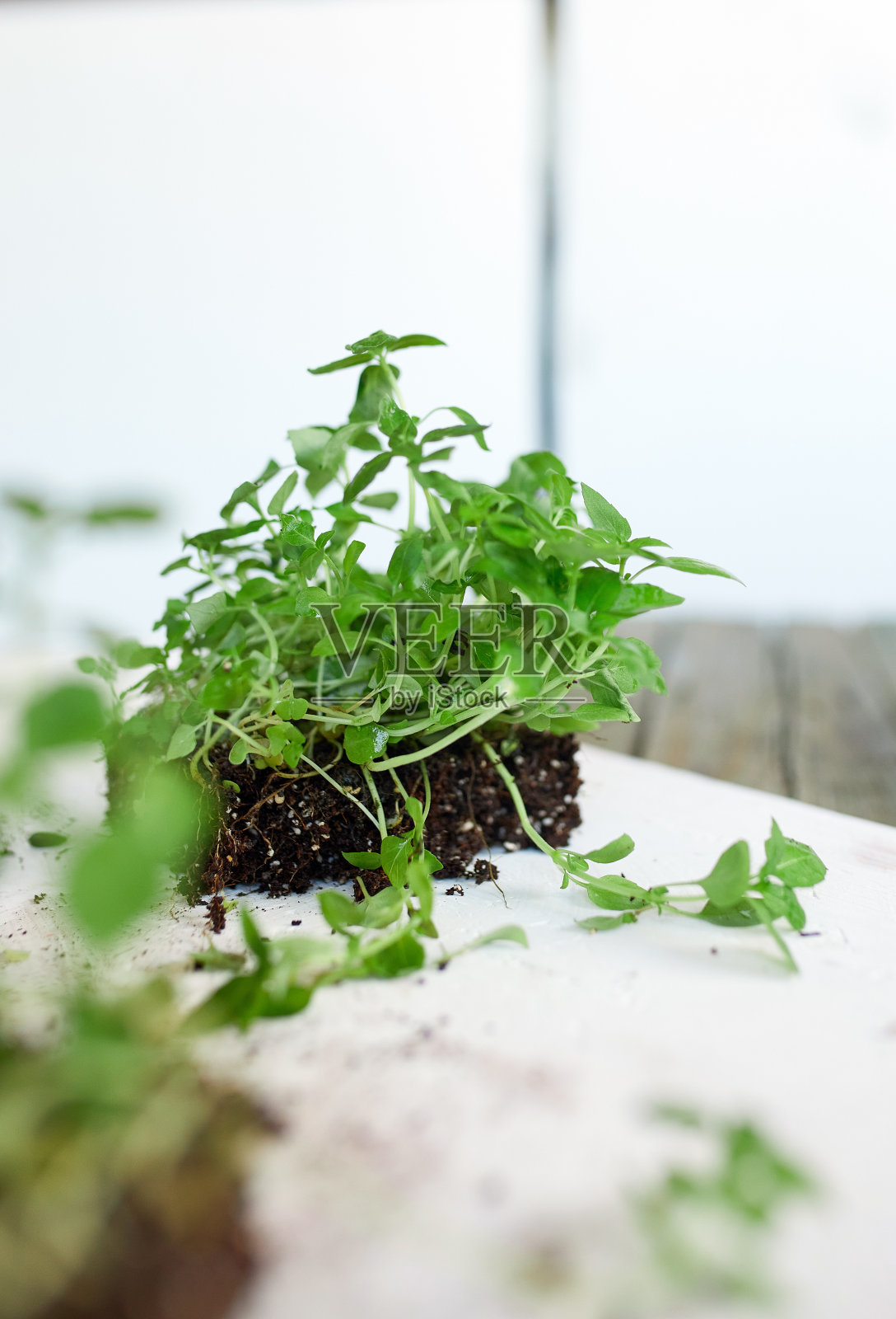 微绿色罗勒在白色的背景，纯素微型向日葵绿色芽照片摄影图片