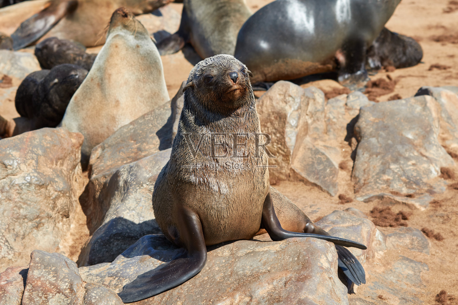 克罗斯角的小海狗照片摄影图片
