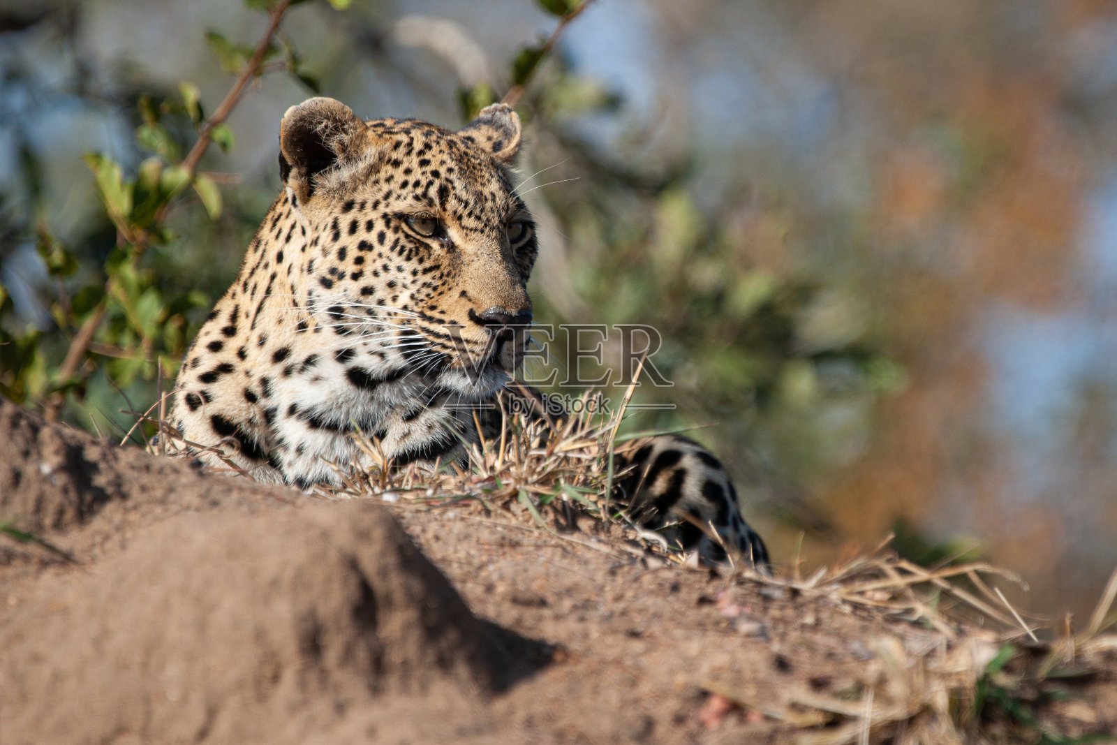 非洲豹照片摄影图片