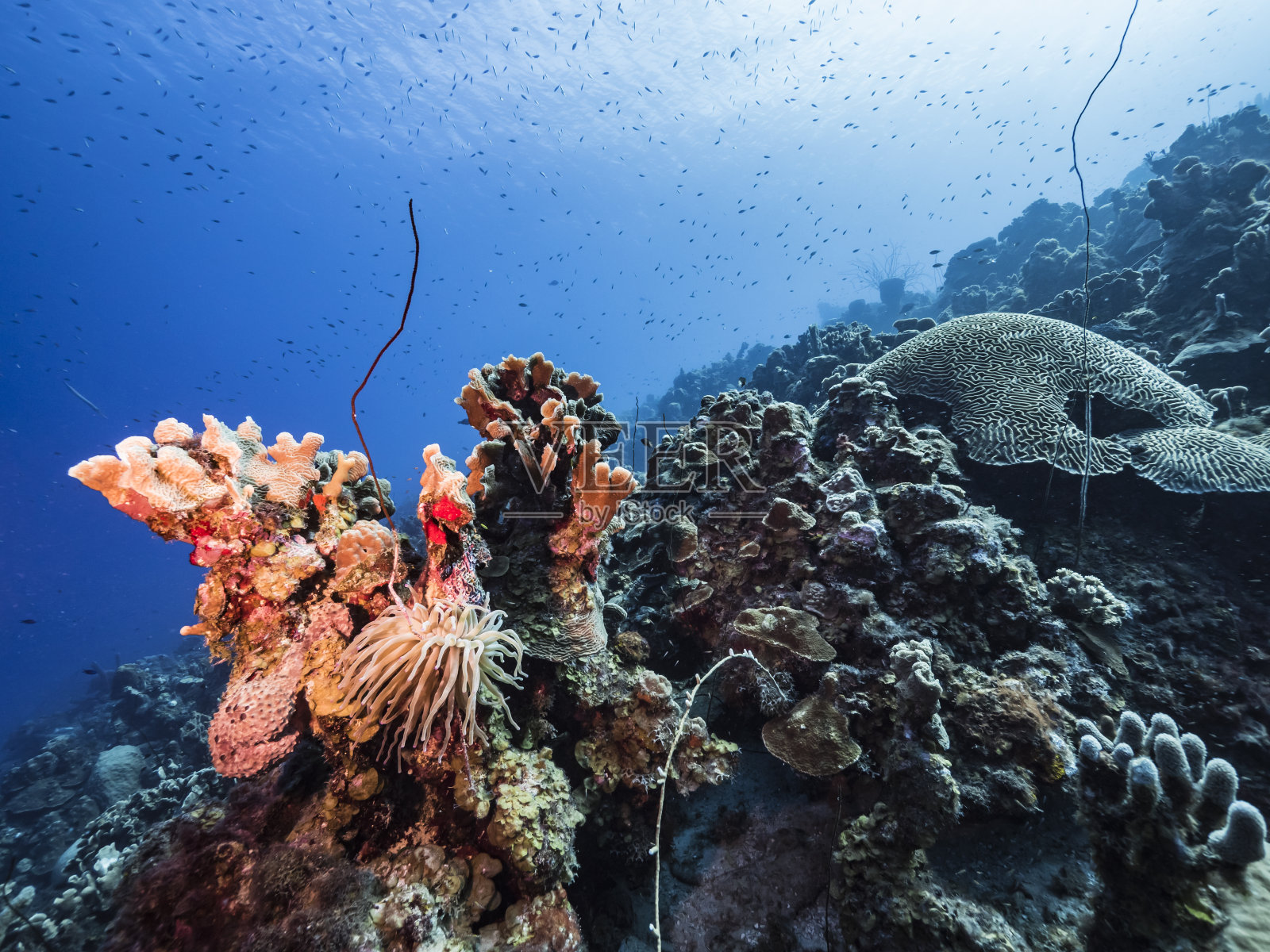 加勒比海库拉索岛周围的珊瑚礁海景，有海葵鱼，珊瑚和海绵照片摄影图片