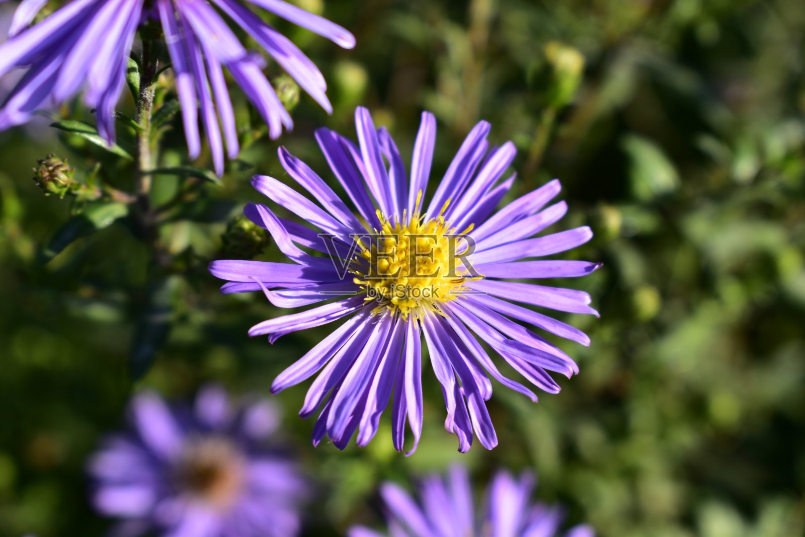 多年生紫菀花在花坛上照片摄影图片