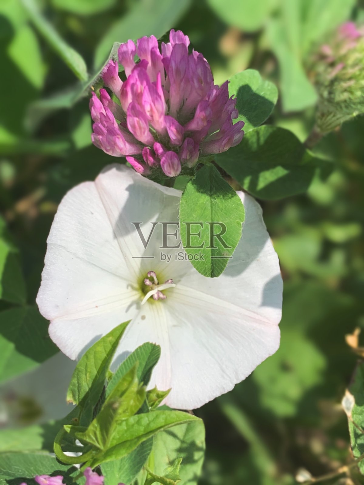 花园里盛开的春天植物照片摄影图片