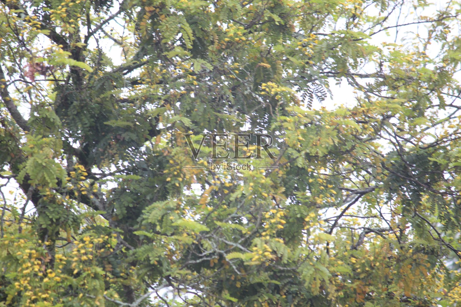 巴西热带树种照片摄影图片