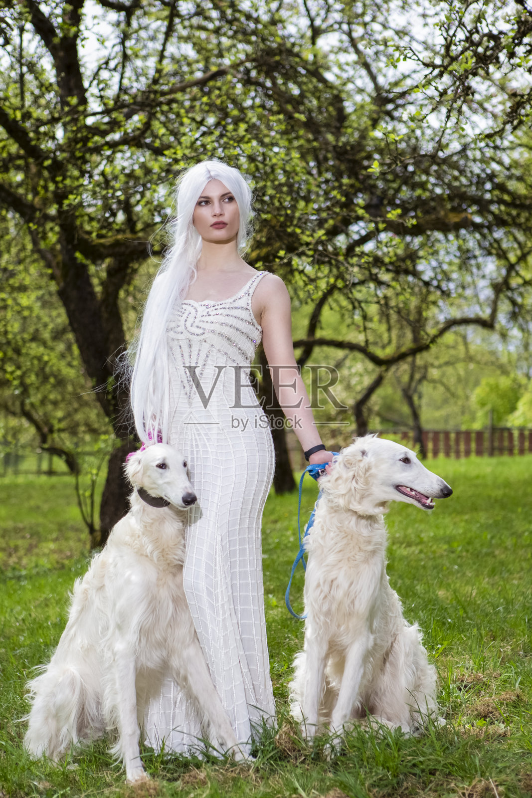 长白发的女精灵在户外森林里抱着一对灰狗。违背自然。垂直的图像照片摄影图片