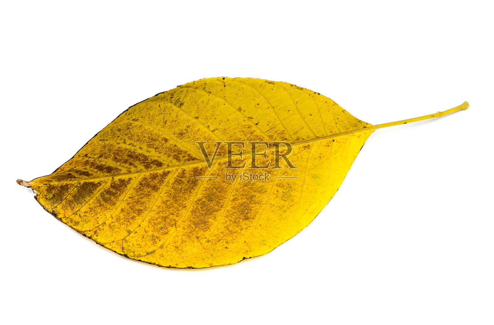 白色背景下树上的黄叶照片摄影图片