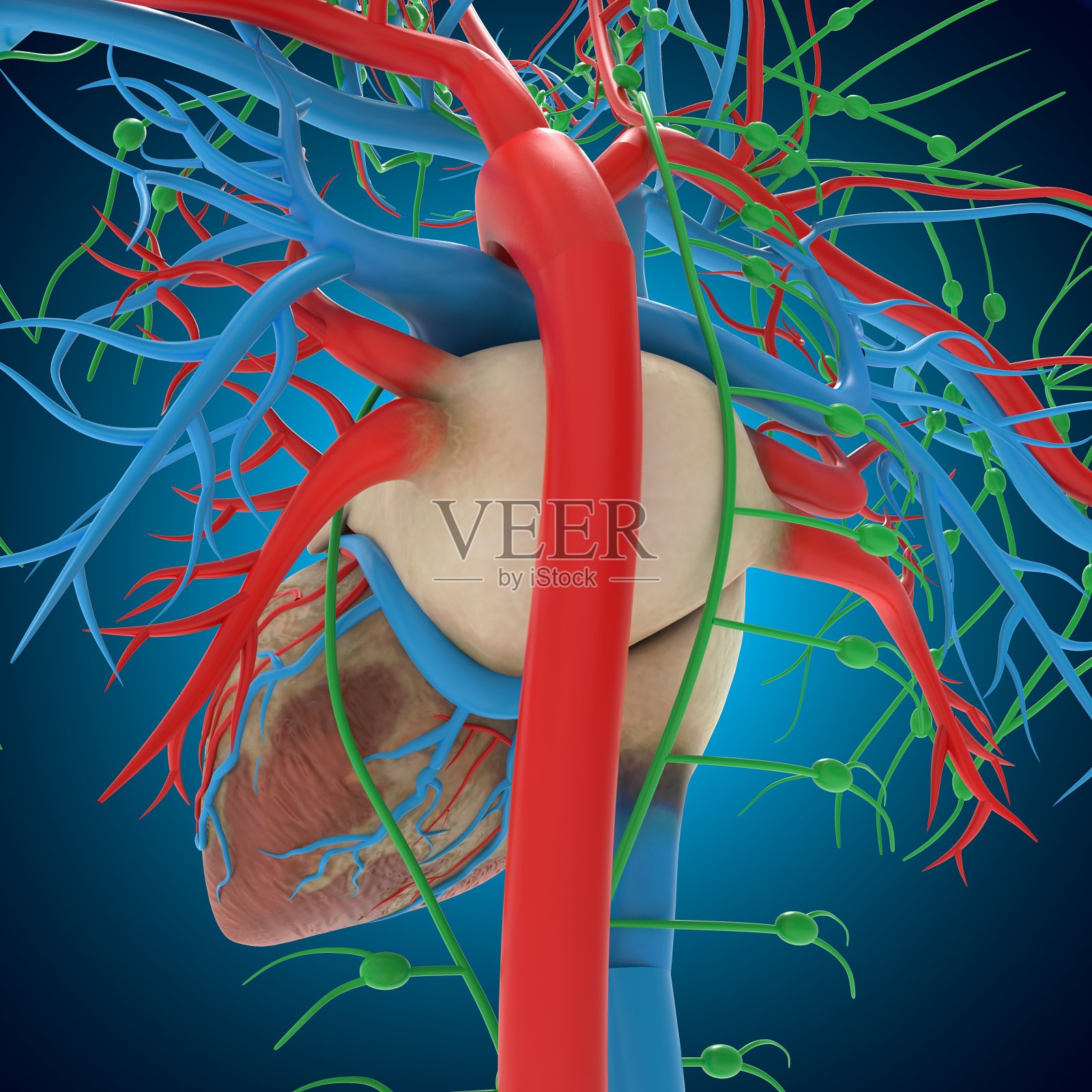 人体心脏与循环系统解剖医学概念3D渲染照片摄影图片
