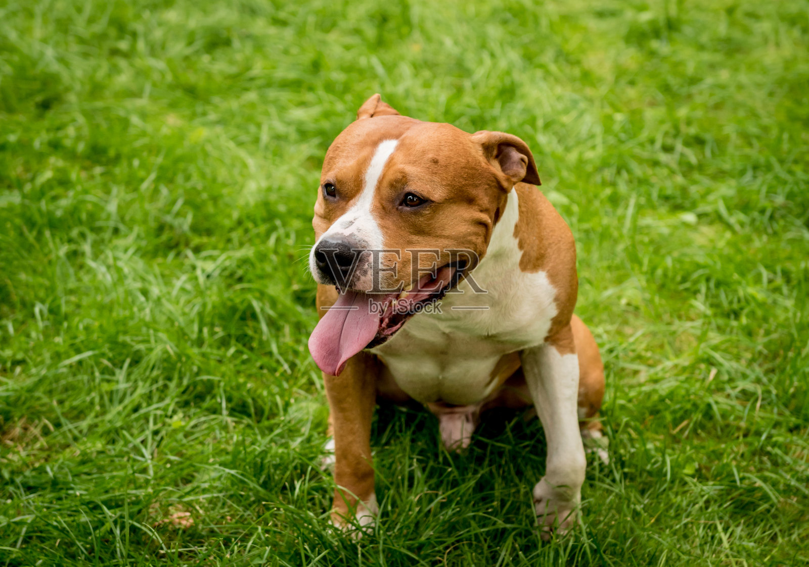 可爱的美国斯塔福德郡梗在公园的肖像。照片摄影图片