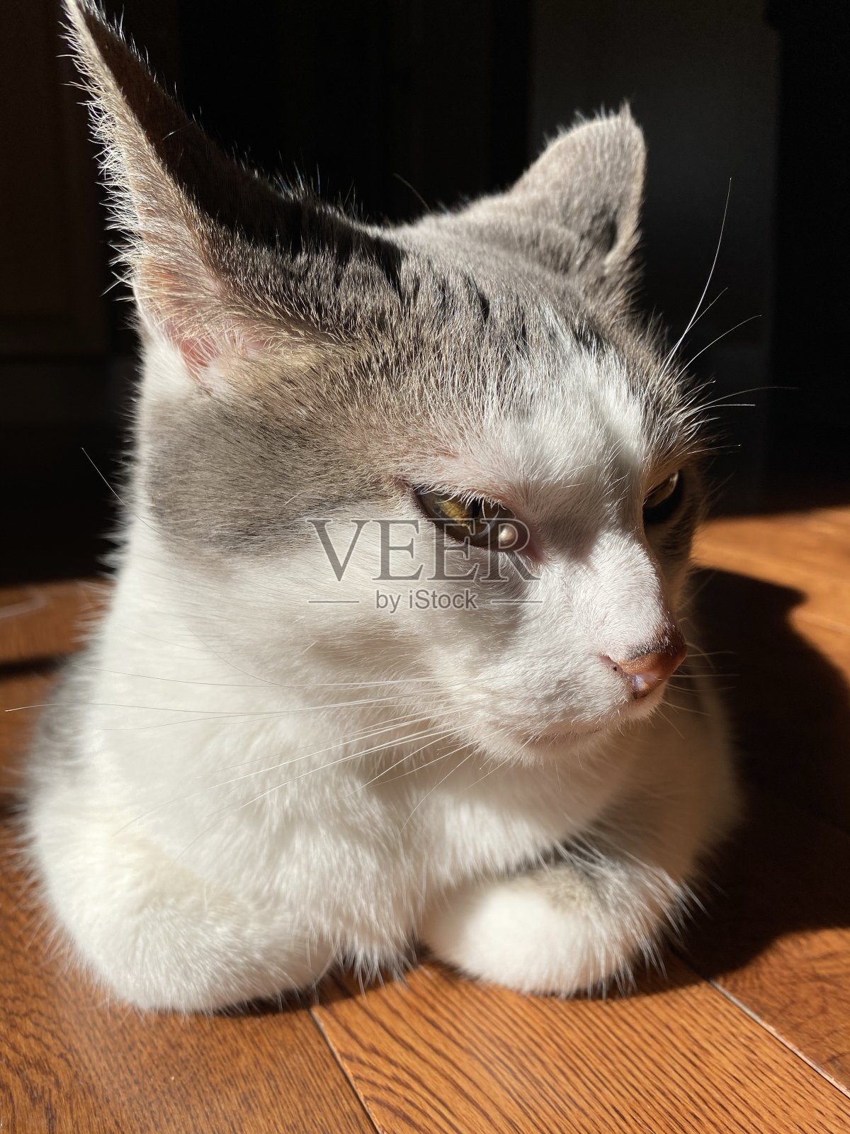 邪恶的猫照片摄影图片