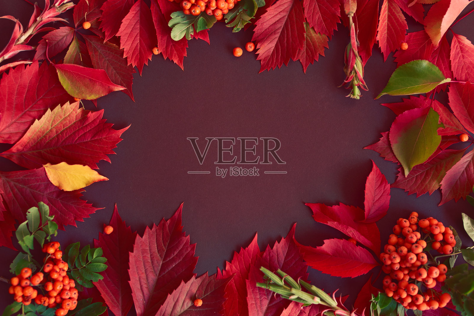 秋天用红叶构成。照片摄影图片