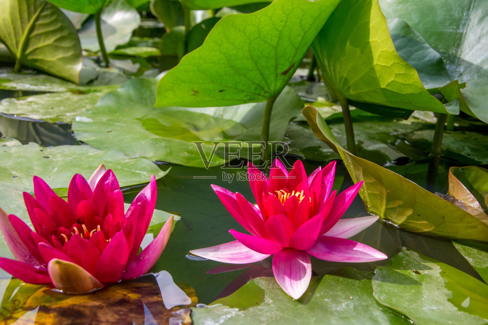 漫步亚速尔群岛。发现圣米格尔岛，亚速尔群岛。Furnas照片摄影图片