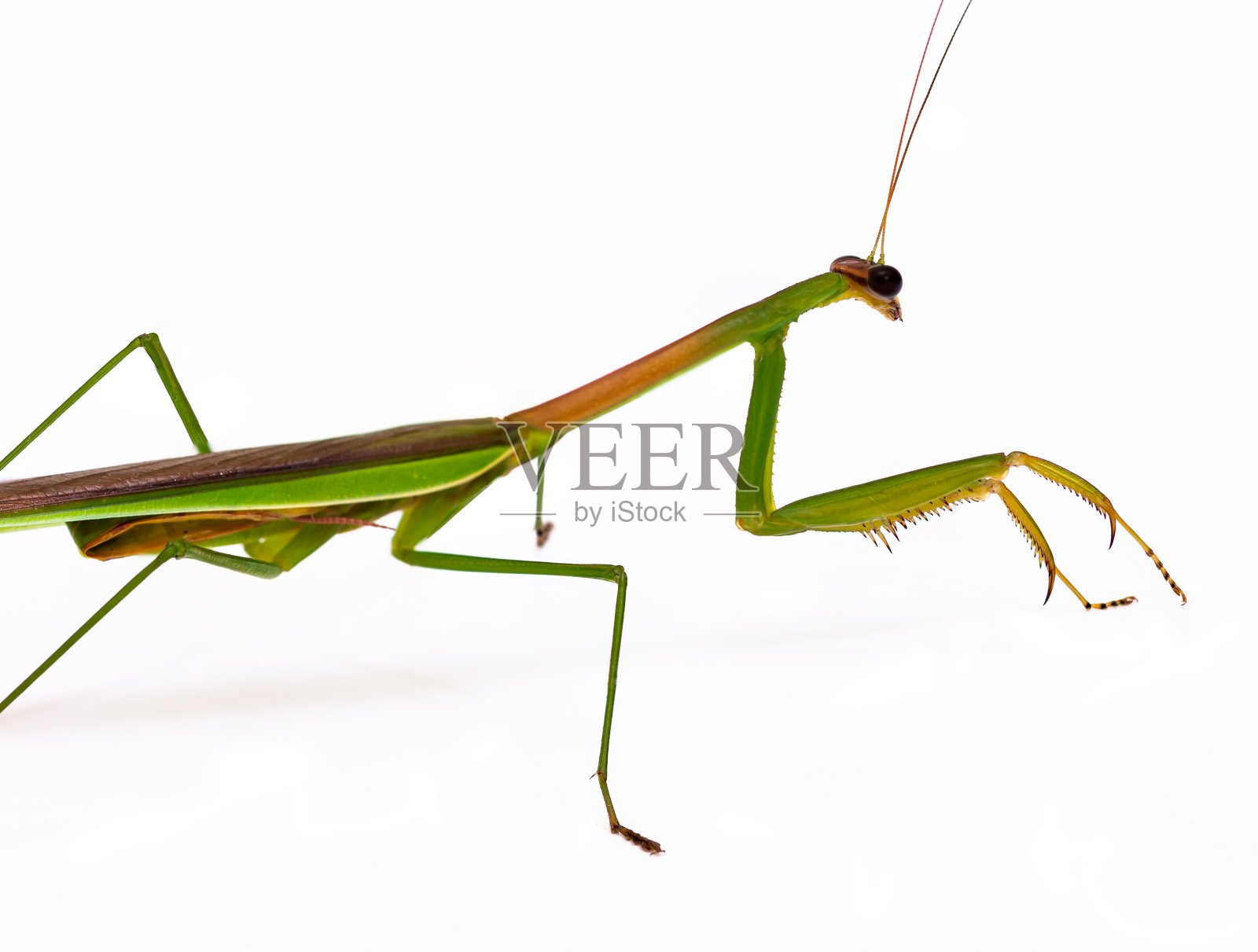 螳螂照片摄影图片