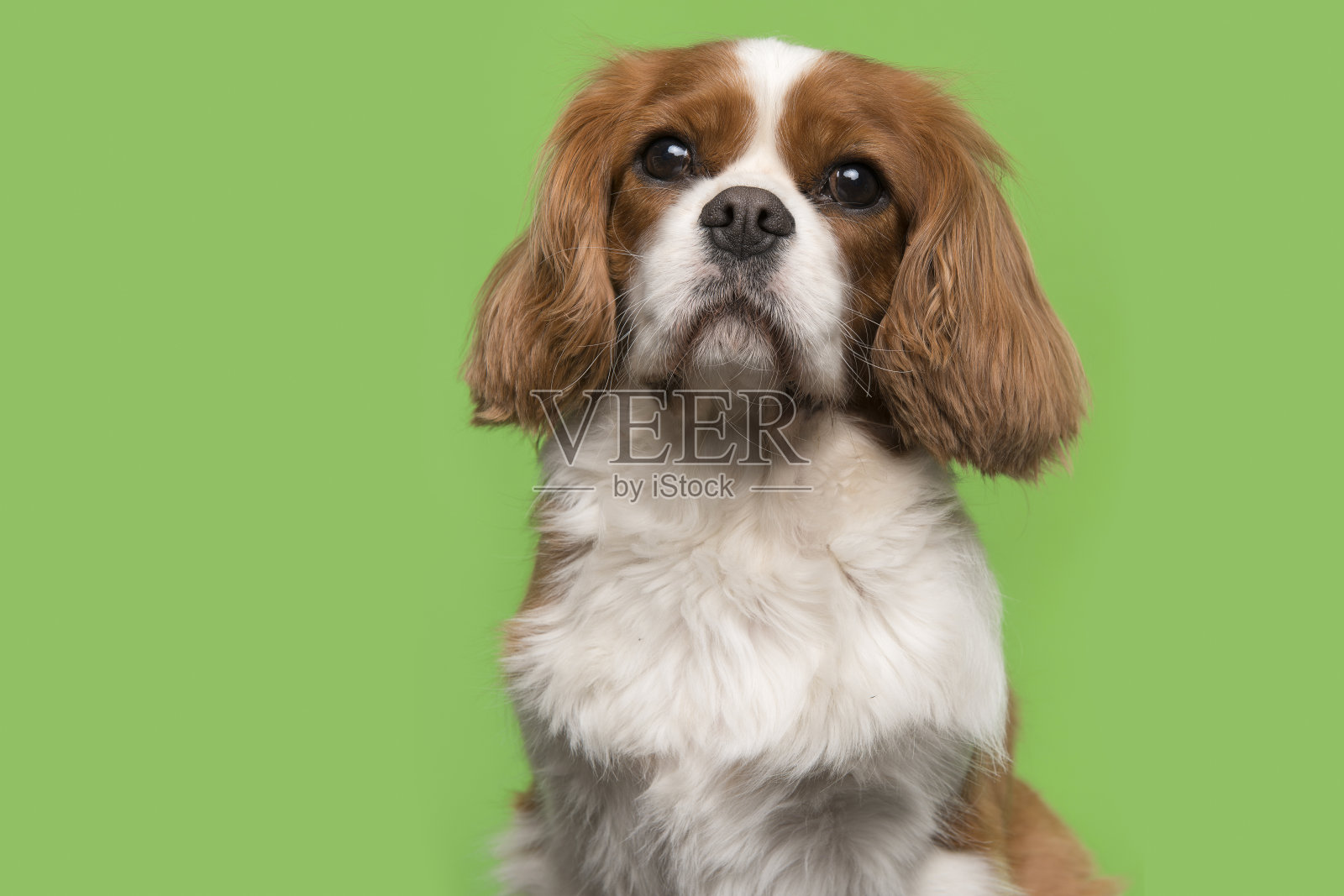 一幅骑士国王查尔斯猎犬在绿色背景上看着摄像机的肖像照片摄影图片