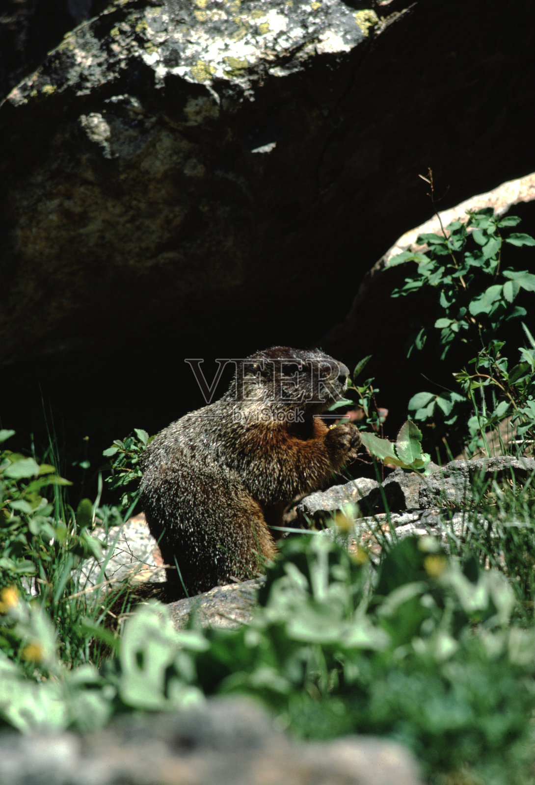 黄腹旱獭(Marmota Flaviventris)照片摄影图片