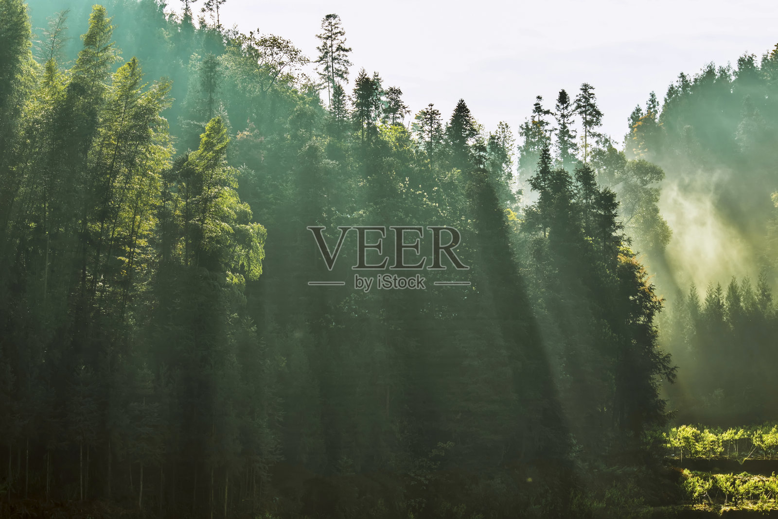 阳光下安静的森林照片摄影图片