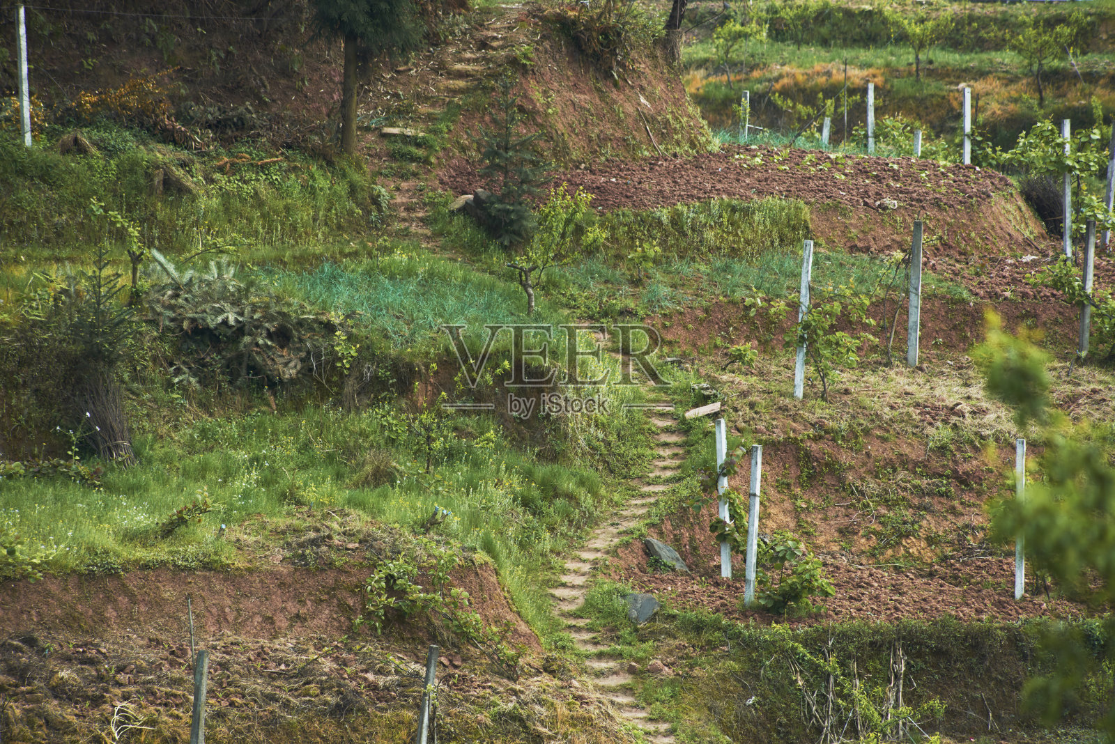 农村的农田在秋天照片摄影图片