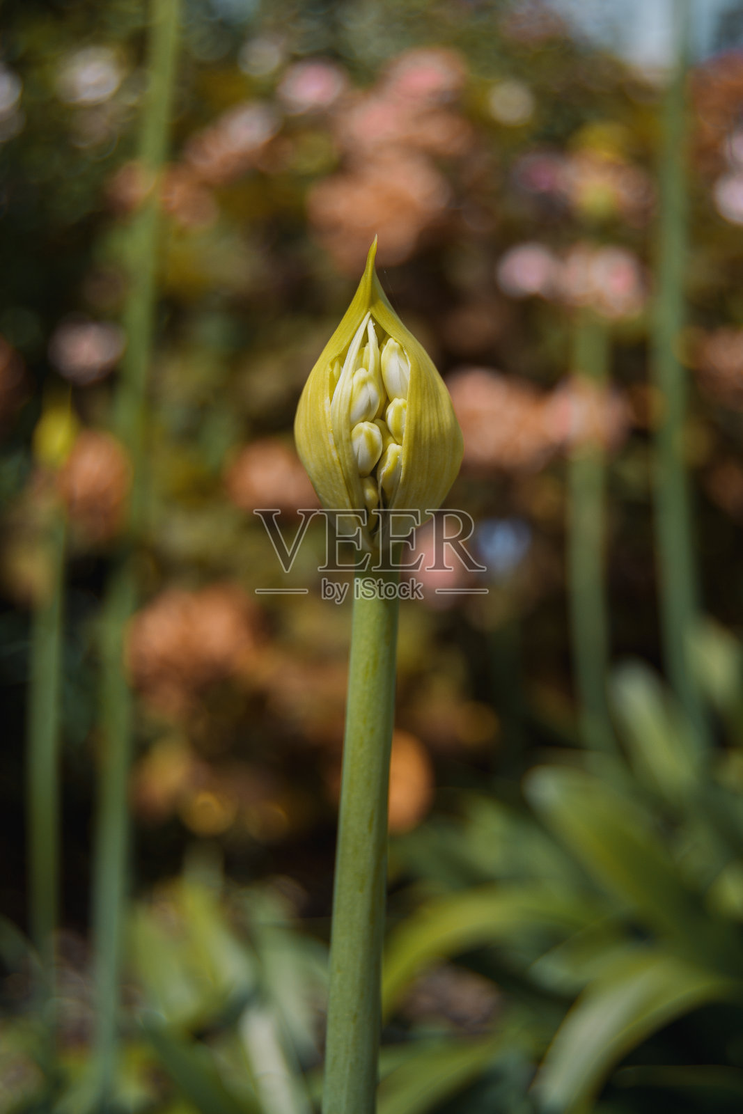 彩灯花环照片摄影图片