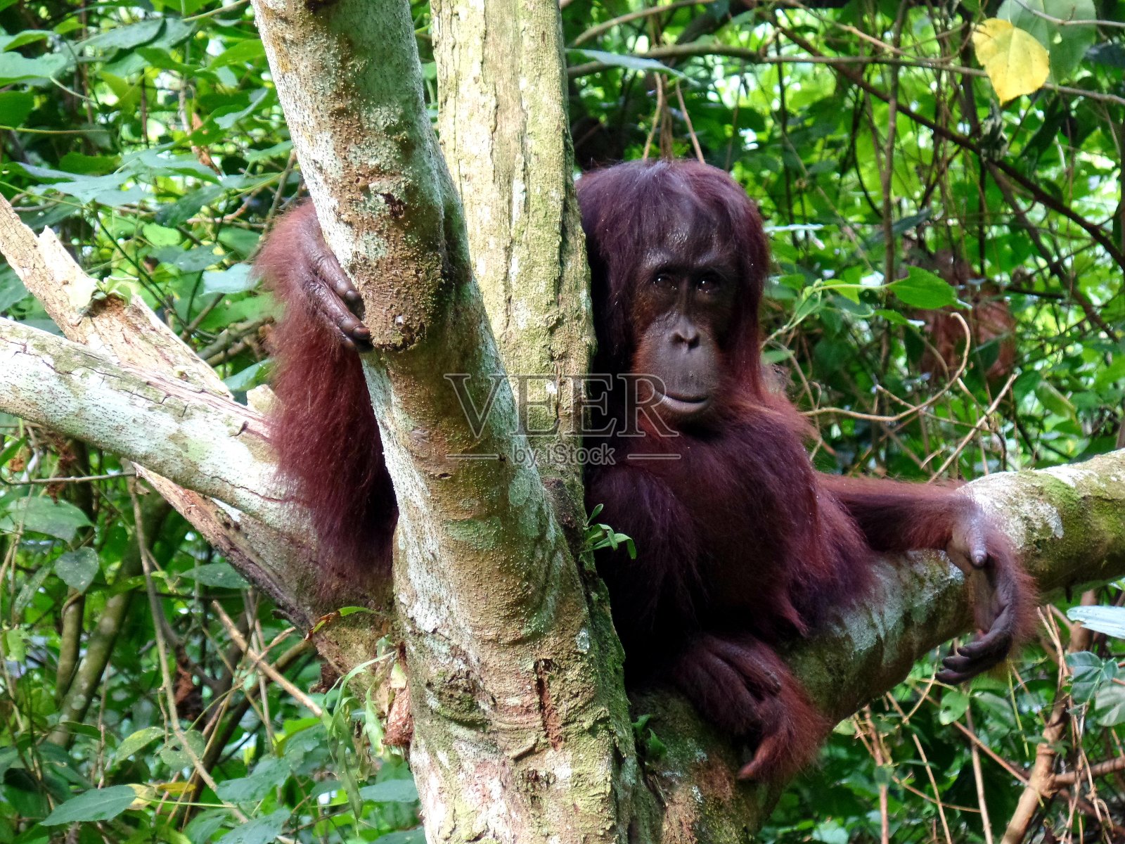 看着镜子照片摄影图片