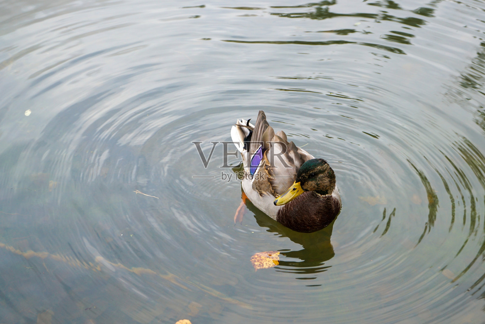 野德雷克在池塘里游泳照片摄影图片