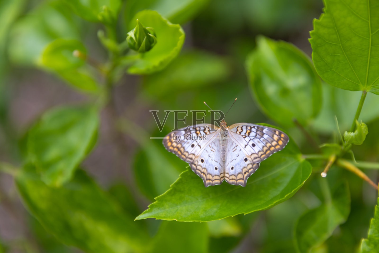 蝴蝶俯视图照片摄影图片