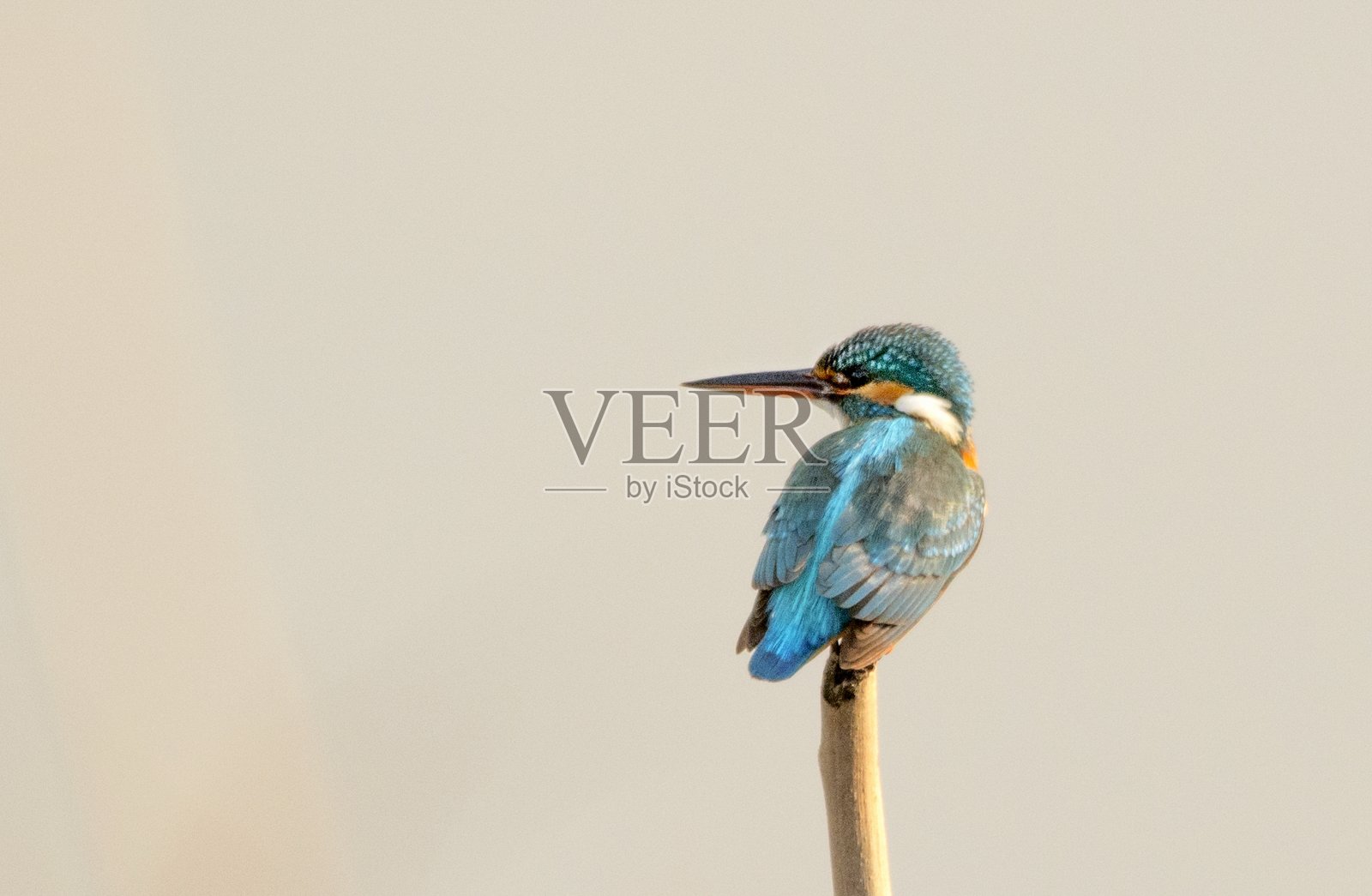 巴基斯坦的普通翠鸟或欧洲翠鸟照片摄影图片