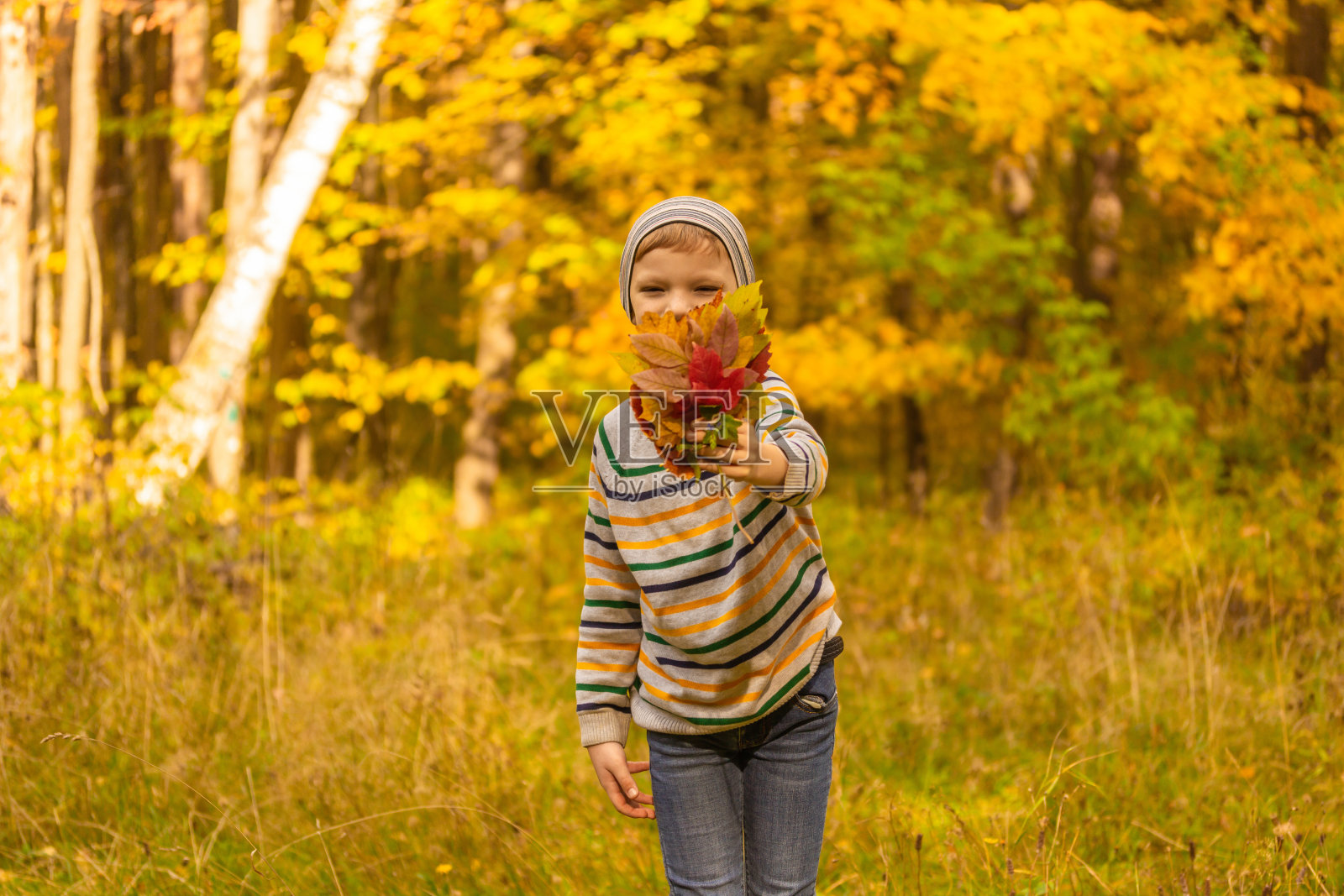一个男孩在秋天的公园里玩。这个孩子收集并投掷黄色和红色的树叶。橡树和枫叶的学生。秋天树叶照片摄影图片