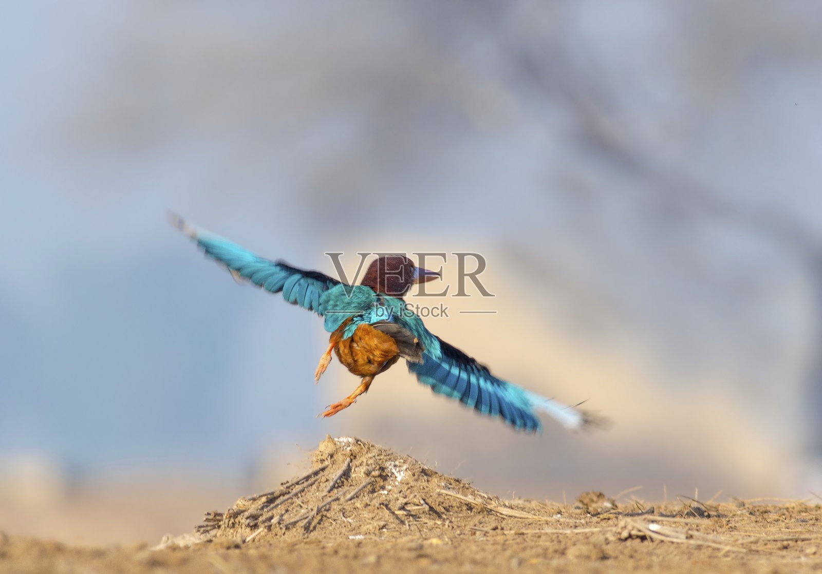 巴基斯坦的普通翠鸟或欧洲翠鸟照片摄影图片