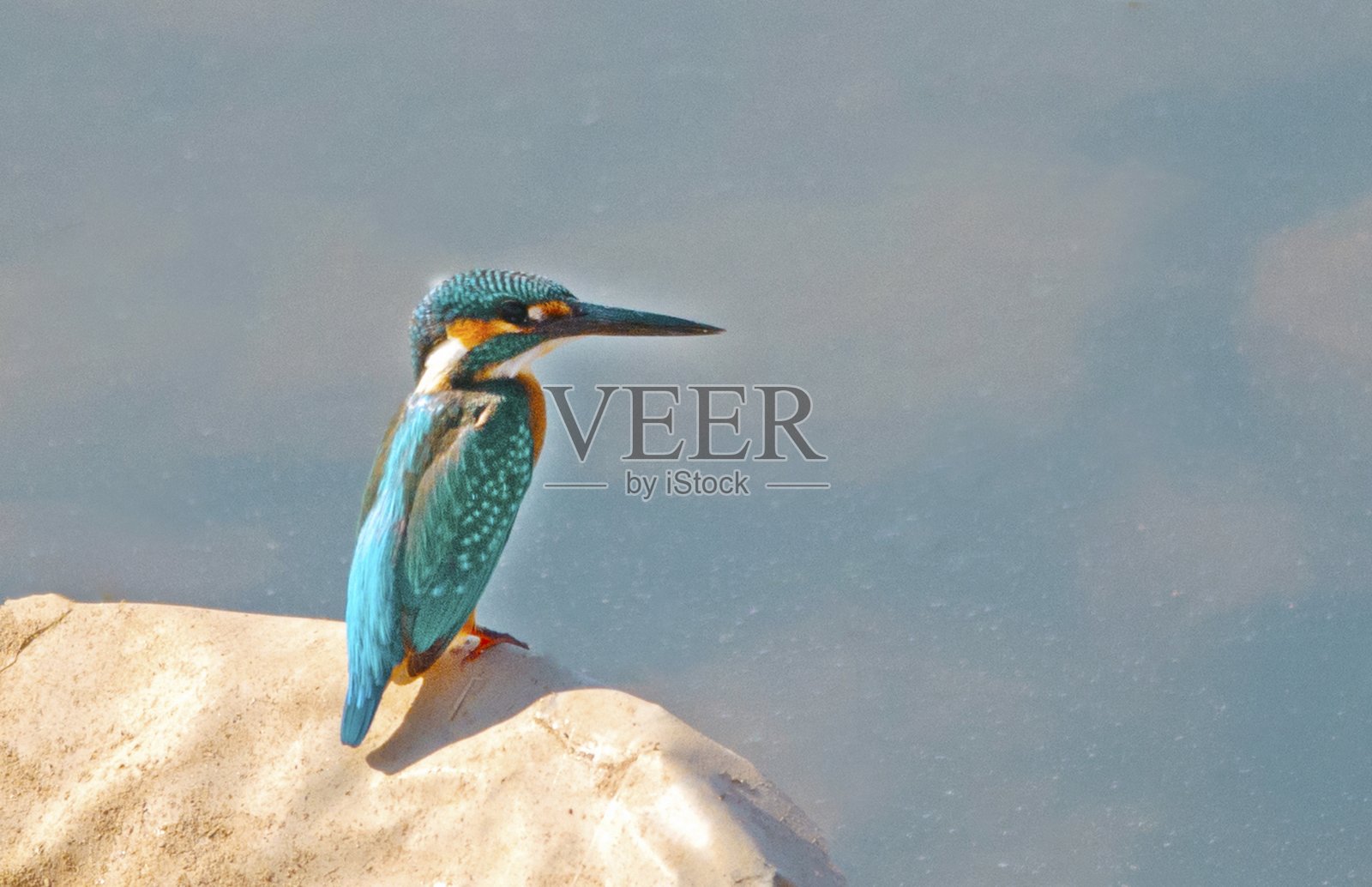 巴基斯坦的普通翠鸟或欧洲翠鸟照片摄影图片