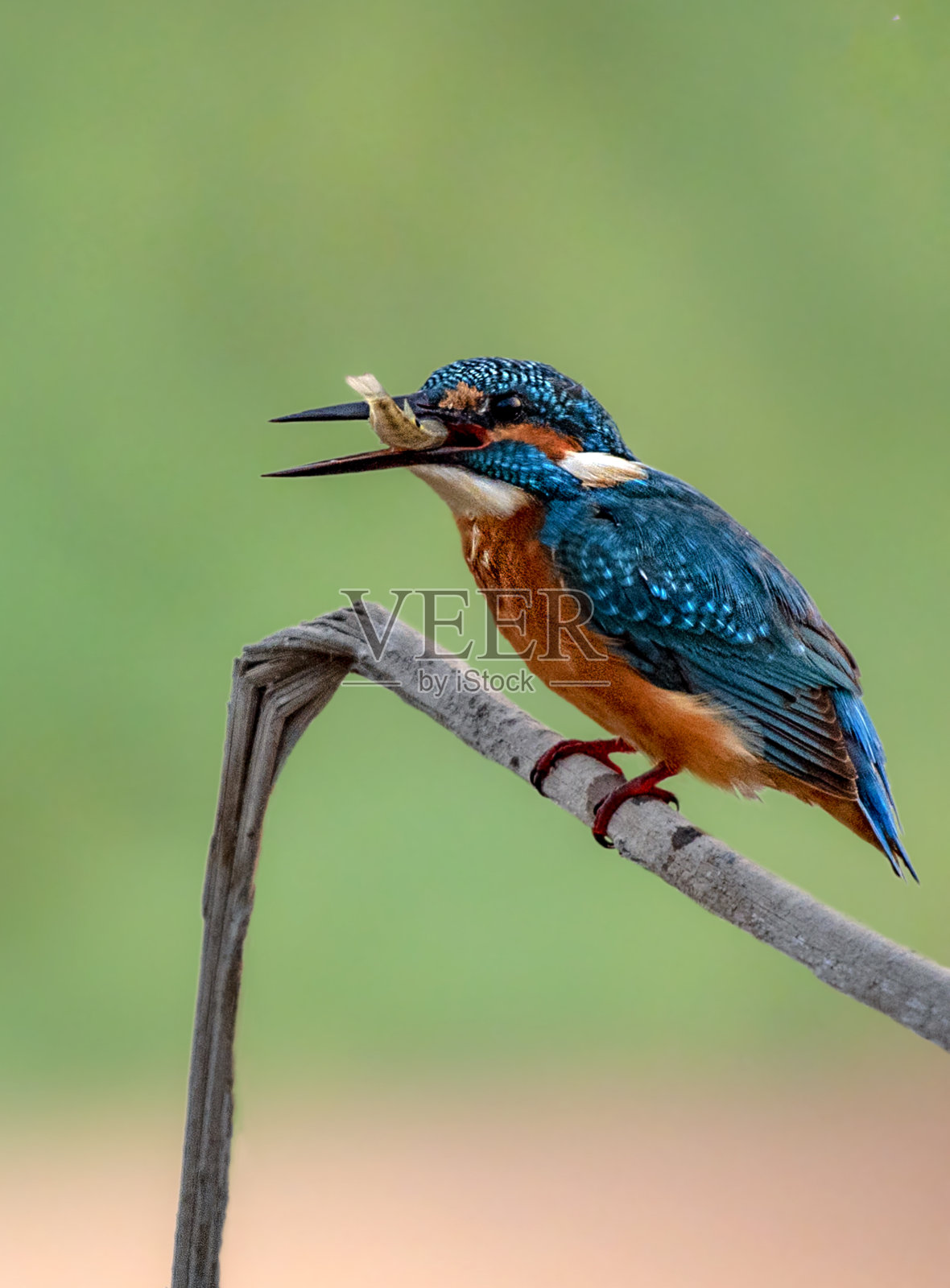 巴基斯坦的普通翠鸟或欧洲翠鸟照片摄影图片