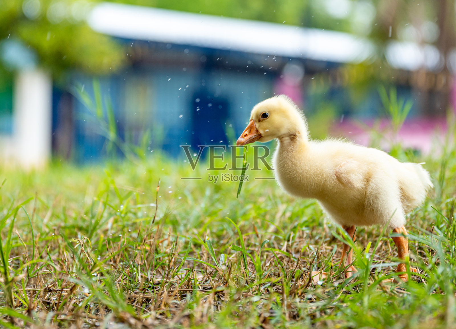 一只小黄鹅在草地上走。照片摄影图片