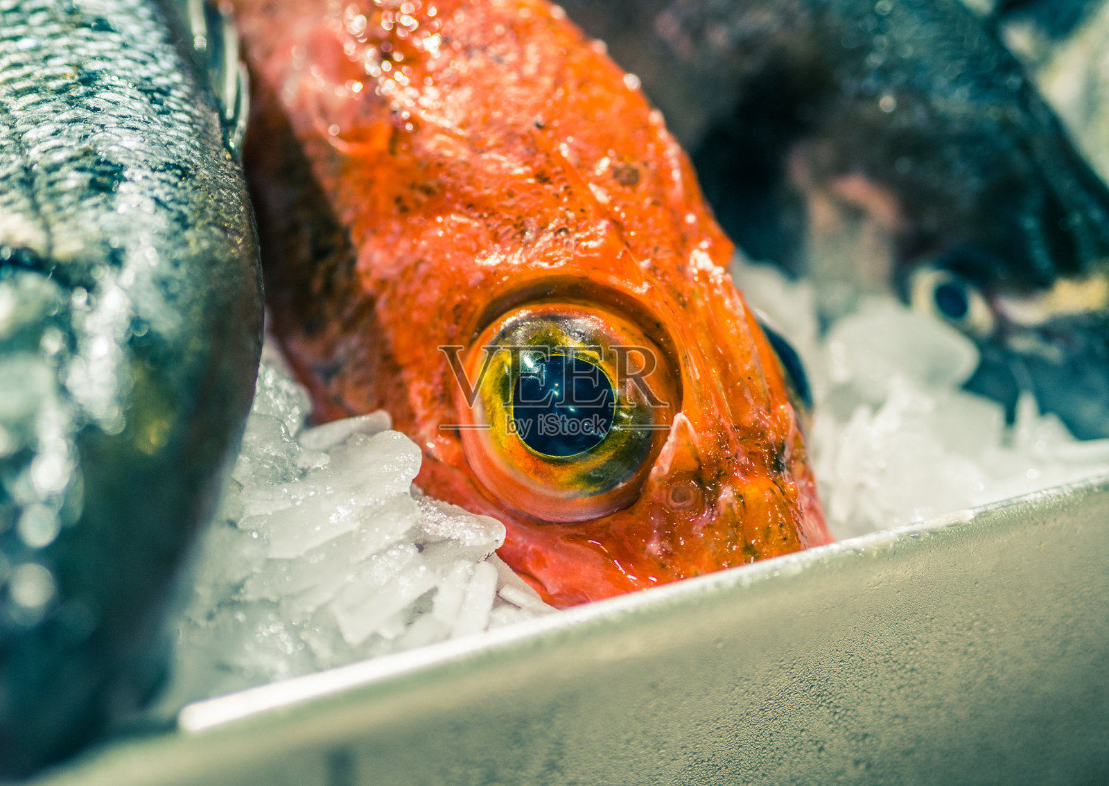 靠近橙色的鱼与大眼睛在冰上照片摄影图片