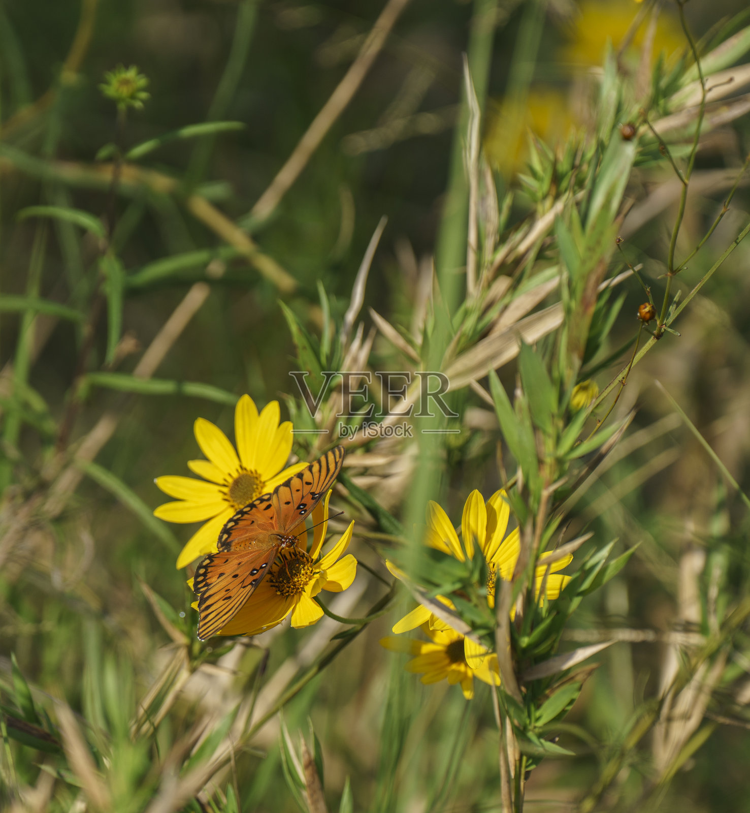 亮黄色向日葵上的一只贝母蝴蝶照片摄影图片