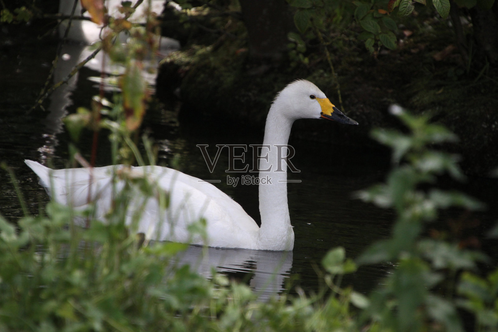 一只比尤伊克天鹅在水上照片摄影图片