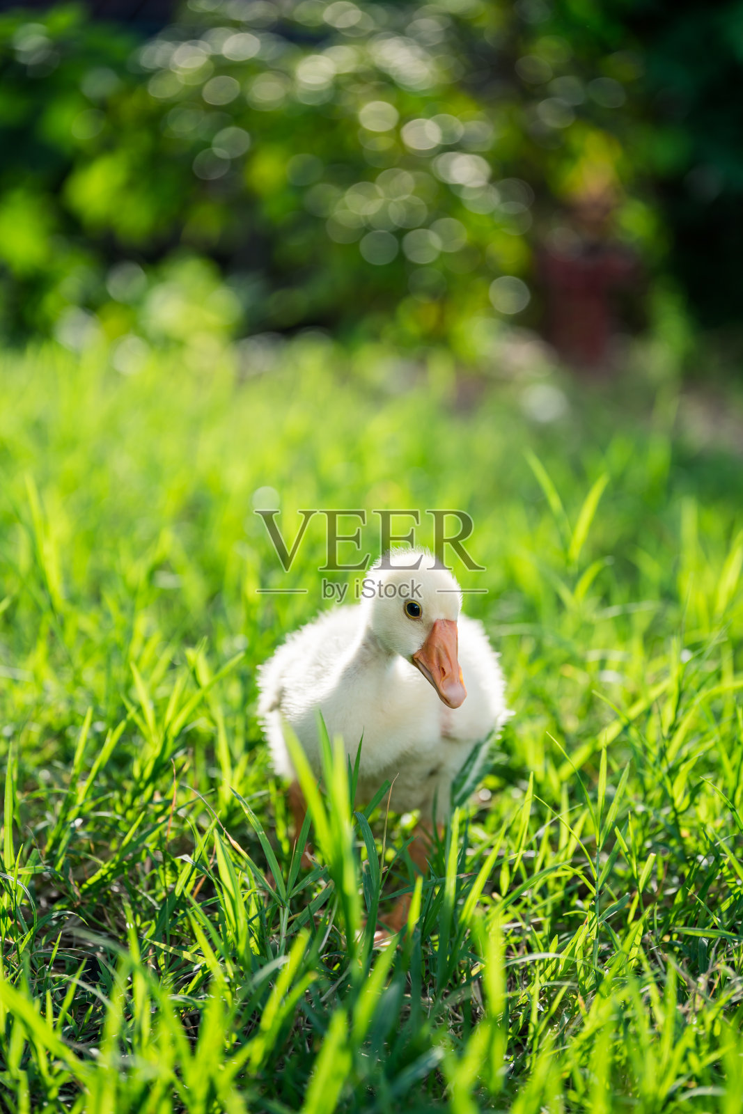 小黄鹅走到草地上，灯光从后面照进来。照片摄影图片