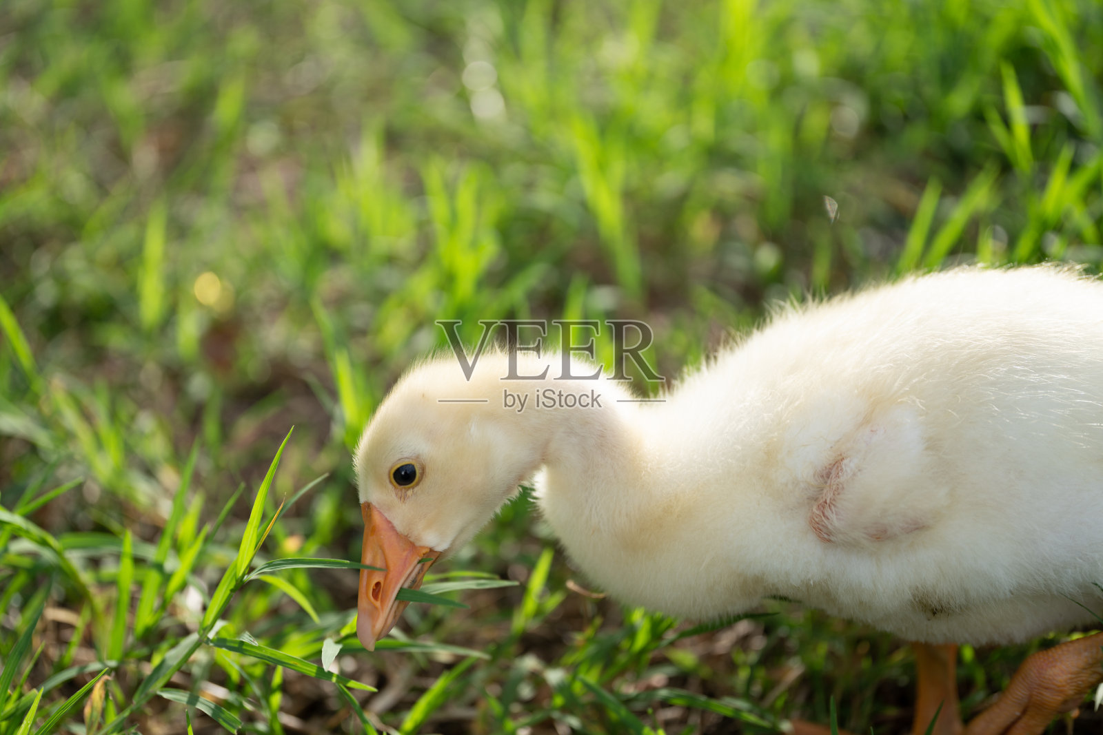 小黄鹅走到草地上，灯光从后面照进来。照片摄影图片