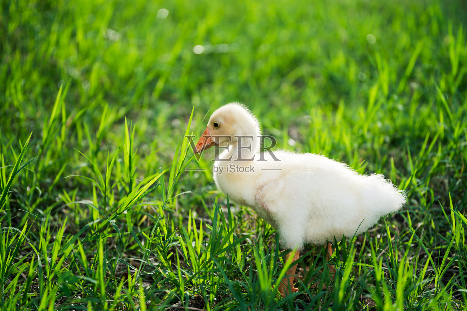 小黄鹅走到草地上，灯光从后面照进来。照片摄影图片