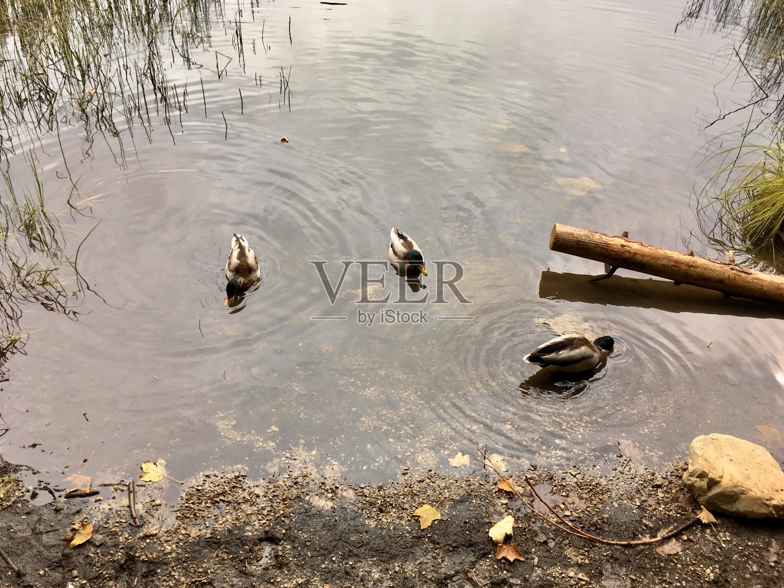 斯皮津湖是德国巴伐利亚的一个湖。海拔1084米，表面积为28.3公顷(70英亩)。照片摄影图片